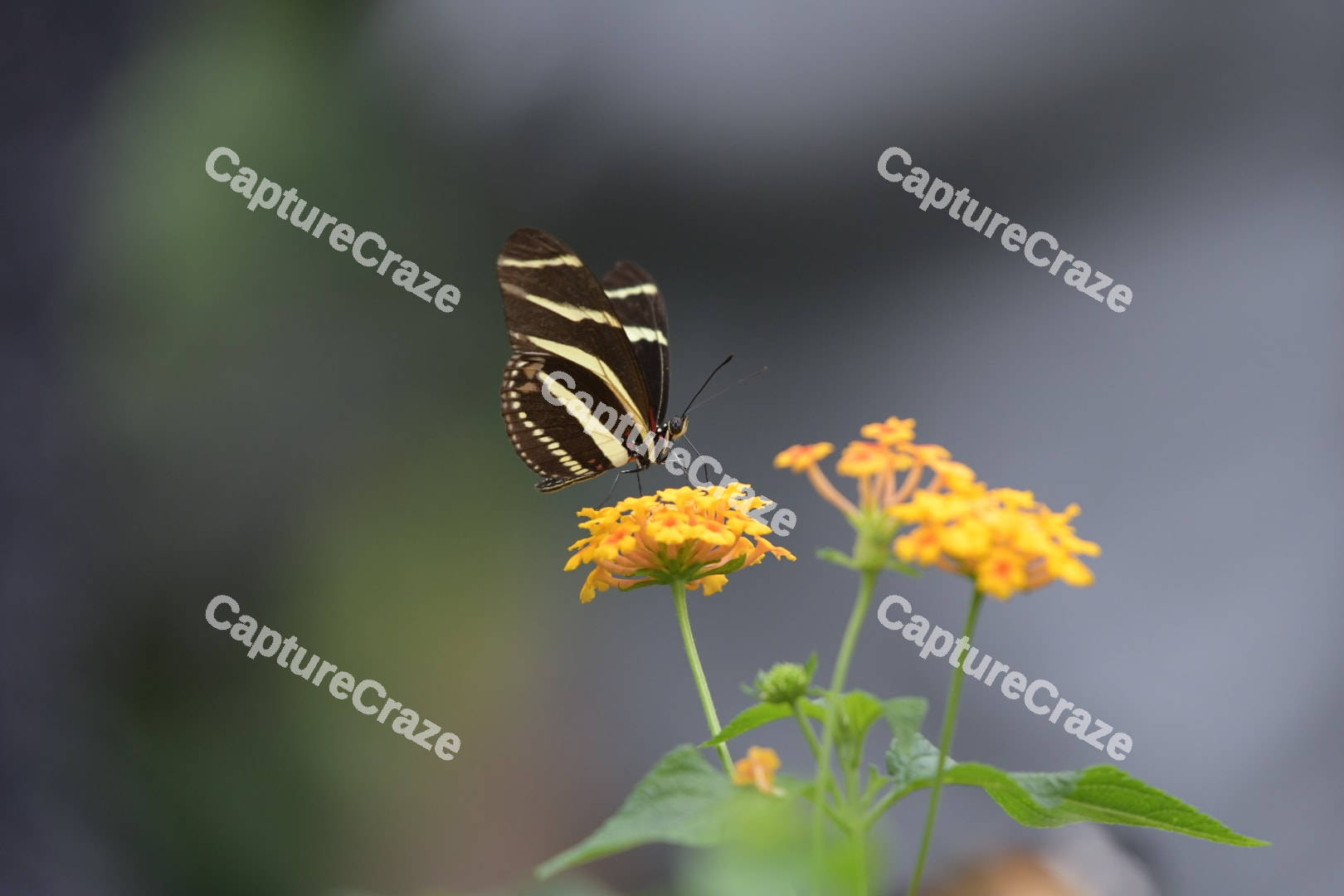 Zebra Longwing Butterfly